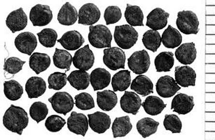 Früchte von Polygonum lapathifolium